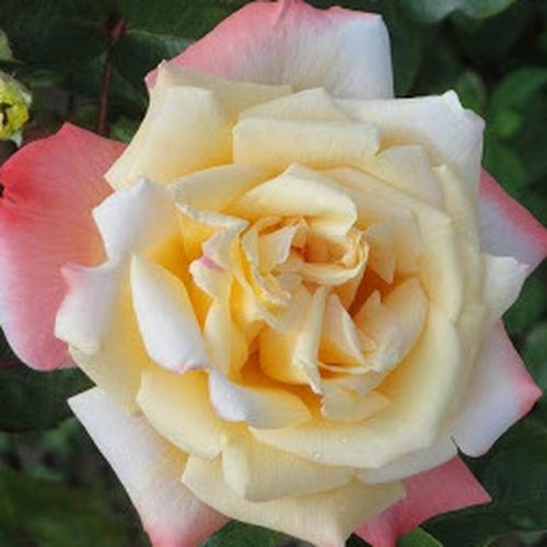 Shop - Rosa Rose Aimée™ - gelb - rosa - teehybriden-edelrosen - stark duftend - Jean-Marie Gaujard - Man kann sie in Gruppen oder in Mischbeete pflanzen.
